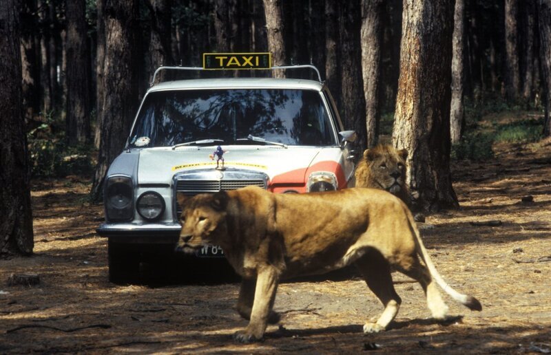 „Mozart und Meisel“, „Herzklopfen.“ Mozart, Aushilfstaxifahrer, wird von einer merkwürdigen alten Dame zu einer Fahrt in einen Safaripark angeheuert. Meisel geht ins Spital, um sich wegen ständiger Kopfschmerzen behandeln zu lassen. Die Taxifahrt und der Spitalsbesuch arten in folgenschwere Abenteuer aus. – Bild: ORF/​MUNGO-Film