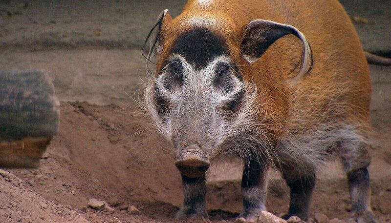 Pinselohrschwein Rufus hat Zahnschmerzen. – Bild: NDR
