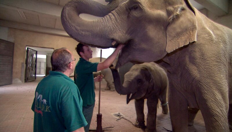 ARD/​NDR LEOPARD, SEEBÄR UND CO. FOLGE 112, „Volker Friedrich und sein lieber Schwan“, am Donnerstag um 16:10 Uhr im ERSTEN. Robert Miersch fasst dem Elefantenkind ins Maul. – Bild: NDR