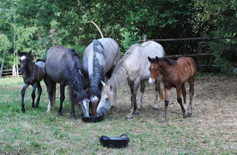 Mustangs – Bild: ORF/​Pröllfilm/​Albert Pesendorfer