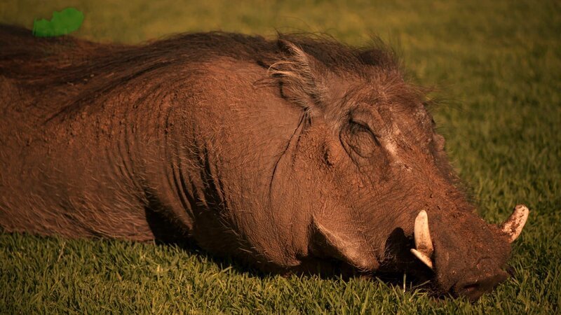 Das Warzenschwein hat sie vom Zeltplatz bis nach Hause verfolgt. – Bild: SWR/​EIKON Media/​Steffen Bohnert
