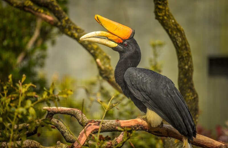 Nashornvogel Manu. – Bild: ORF/​Universal/​Steve Rawlins