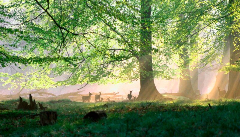 Das grüne Wunder - Unser Wald – Bild: HR/​NDR/​nautilusfilm GmbH, Natural History German
