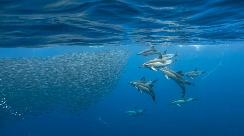 Delfine umkreisen einen Sardinenschwarm – Bild: phoenix/​NDR/​doclights GmbH/​Terra Mater Studios GmbH/​Boreales, Fabrice Guérin Biosphoto