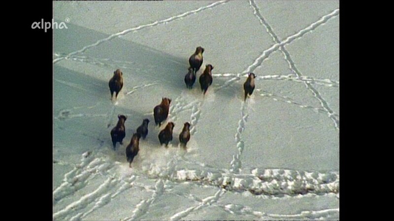 Bisons unterwegs im Tiefschnee. – Bild: SWR