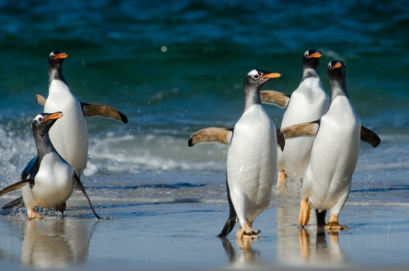 FALKLANDS – Gentoo penguins stand approximately 75 cm tall making them the third largest species. Whilst Gentoo numbers in the Falkland Islands do fluctuate, they have averaged about 100,000 pairs over the last 75 years. Gentoos are the fastest swimming birds in the world, reaching a top speed of up to 40kmh. – Bild: Off the Fence FALKLANDS – Gentoo penguins stand approximately 75 cm tall making them the third largest species. Whilst Gentoo numbers in the Falkland Islands do fluctuate, they have averaged about 100,000 pairs over the last 75 years. Gentoos are the fastest swimming birds in the world, reaching a top speed of up to 40kmh. – Bild: Off the Fence