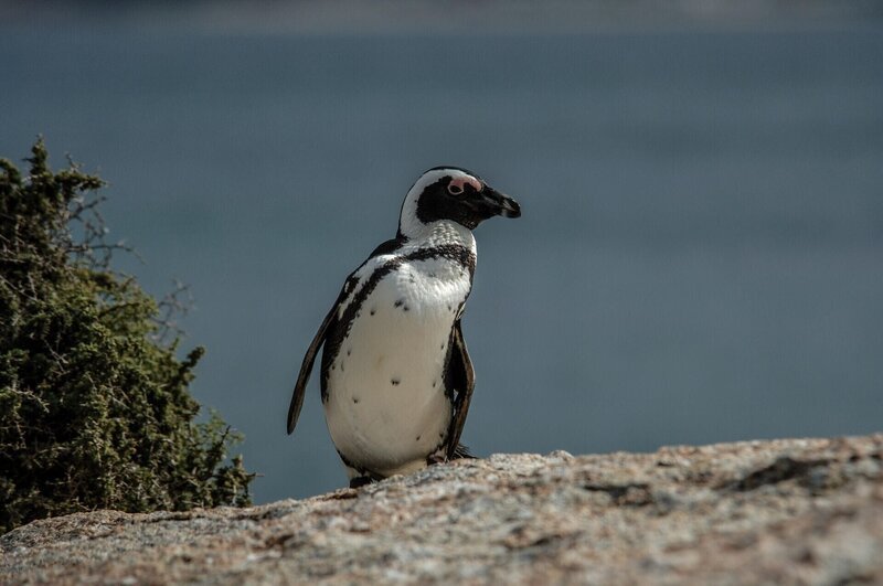 Brillenpinguin – Bild: RTL /​ Lion Mountain Media /​ Wunder der Tiefe