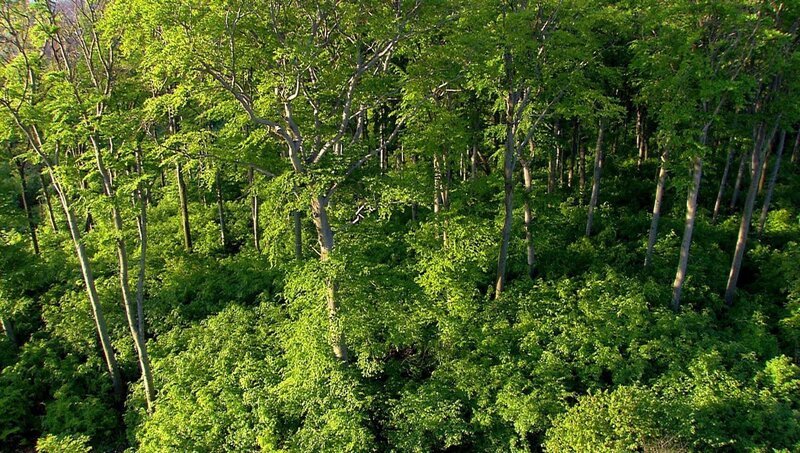 Wienerwald, Ottakring. – Bild: ZDF und ORF