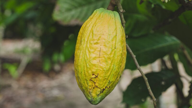 Färbt sich die Kakaofrucht gelb, kann sie geerntet werden. In Naturschutzgebieten der Côte D’Ivoire ist der Anbau eigentlich verboten – daran halten sich jedoch nicht alle. – Bild: ZDF