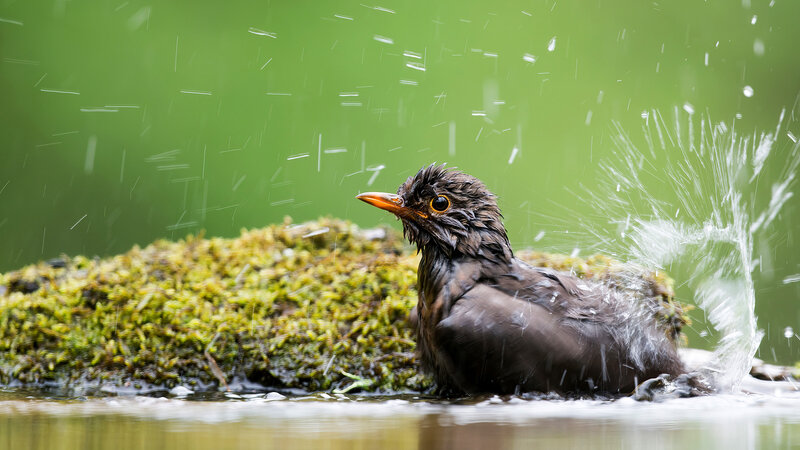 Die Magie der Vögel – Bild: Bergblick