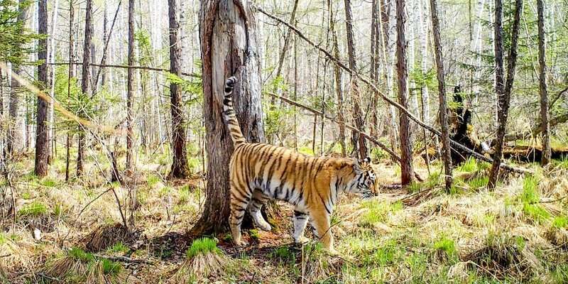 Sibirischer Tiger, Durmin (Russland). – Bild: ORF/​Interspot Film/​Franz Hafner /​ ZDF und ORF/​Interspot Film/​Franz Hafner