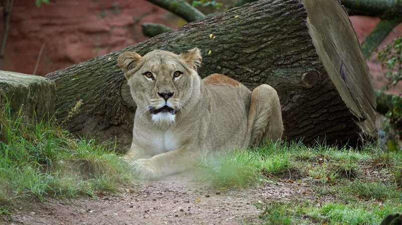 Eine Marokkanerin in Hannover: Lange haben die Tierpfleger und Tierpflegerinnen darauf gewartet. Jetzt ist sie endlich da: Berberlöwin Zara. Die fünf Jahre junge Löwin kommt aus dem Zoo Rabat in Marokko und soll die neue Partnerin für Löwe Basu sein, der leider seine alte Gefährtin verloren hat. Berberlöwen sind extrem selten – in der Wildbahn sind sie bereits ausgestorben. – Bild: NDR/​Erlebnis-Zoo Hannover