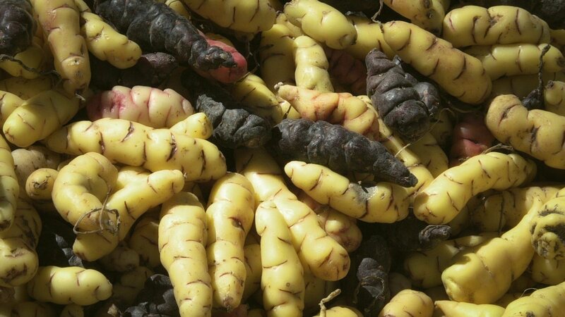 Die Kartoffel ist für die Andenregion Südamerikas so wichtig wie der Mais für Mesoamerika. Sie wächst in großen Höhen und kann mehrere Jahre im Boden bleiben. – Bild: ZDF