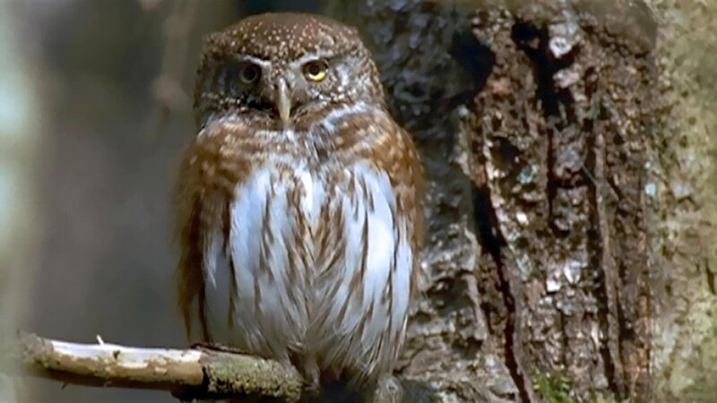 Mit Beginn des Sommers kehren die Vögel zurück. Der Wald ist jetzt erfüllt von Ihren Gesängen. Unzählige Schmetterlinge, Käfer und Bienen bevölkern die blühenden Hänge. Auch bei den Spätbrütern, wie Sperber und Sperlingskauz (Foto), sind nun die Jungen flügge. – Bild: BR/​Jürgen Eichinger