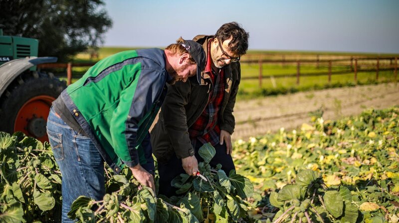 Kohlbauer Jan Schütt und Tarik auf dem Rosenkohl-Acker. – Bild: NDR/​Svenja Halberstadt /​ ZDF und NDR/​Svenja Halberstadt