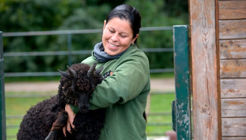 Sabine Buchholz aus dem Streichelzoo im Tierpark muss sich ebenfalls jeden Tag um eine Menge verschiedener Tiere kümmern. Morgens um 8 Uhr warten bereits die Stachelschweine darauf, dass sie endlich nach draußen dürfen. Und auch das zwei Monate alte Zackelschaf Clea hat schon mächtig Hunger auf seine Milchflasche. Anschließend müssen noch alle Ziegen und Schafe aus ihren Stallungen in den Besucherbereich gelassen werden. Bild: Sabine Buchholz mit Zackelschaf Clea. – Bild: rbb/​Thomas Ernst
