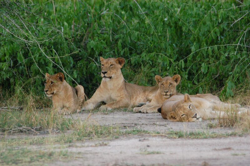 Der Gorongosa National Park liegt mitten in Mozambique und war bis zum Beginn des 17-jährigen Bürgerkrieges ein wahres Paradies. Aber die Löwenfamilie fühlt sich noch immer wohl. – Bild: BR/​Bernd Strobel