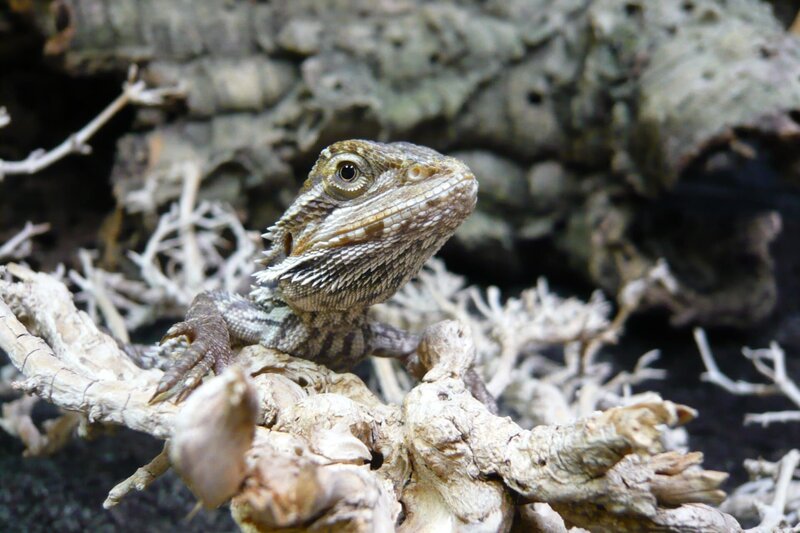 Agamen können Farben sehen und beobachten gern andere. – Bild: BR/​TEXT + BILD Medienproduktion GmbH & Co. KG