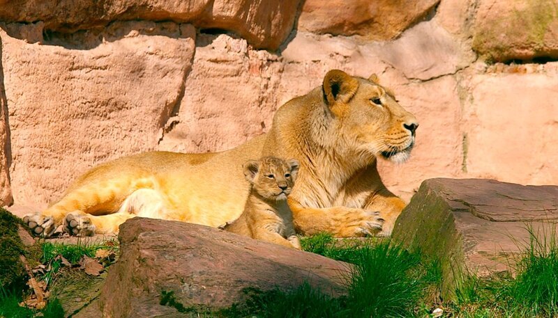 Eine Indische Löwin mit Jungen. – Bild: BR/​Helmut Mägdefrau
