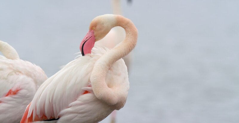 In den flachen Sümpfen finden Flamingos Nahrung und Schutz. – Bild: Terra Mater Studios GmbH + Wanda Vision_Joaquín Gutiérrez Acha