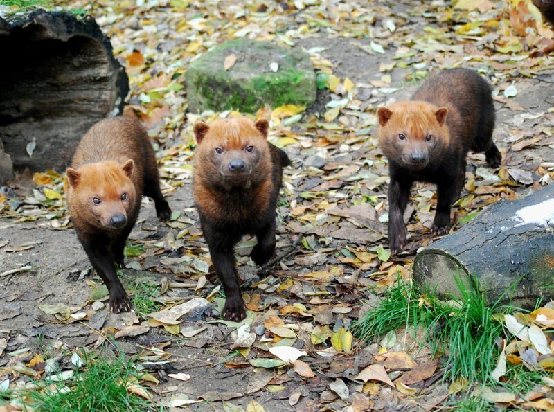 Rarität: Die Stuttgarter Wilhelma ist einer der wenigen Zoos, die Waldhunde halten. Eisbär, Affe & Co. widmet sich heute den südamerikanischen Tieren. – Bild: BR/​SWR/​Frieder Bundt