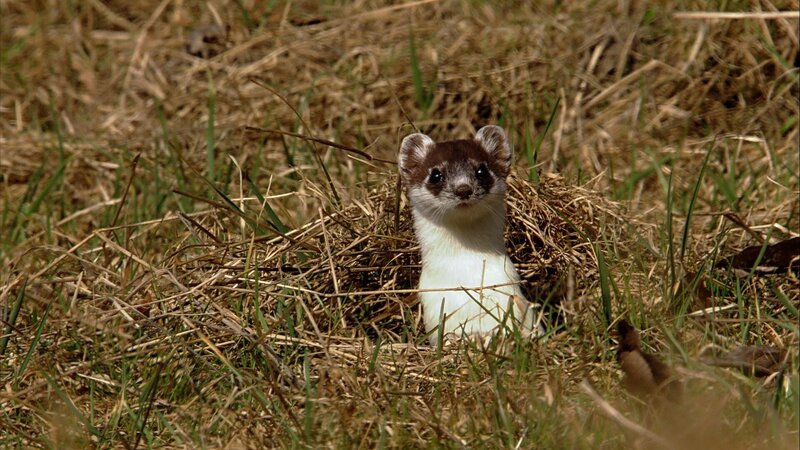 „Wunderwelt Schweiz: Die Jura-Region – Erzählt von Max Moor“: Wiesel. – Bild: 3sat
