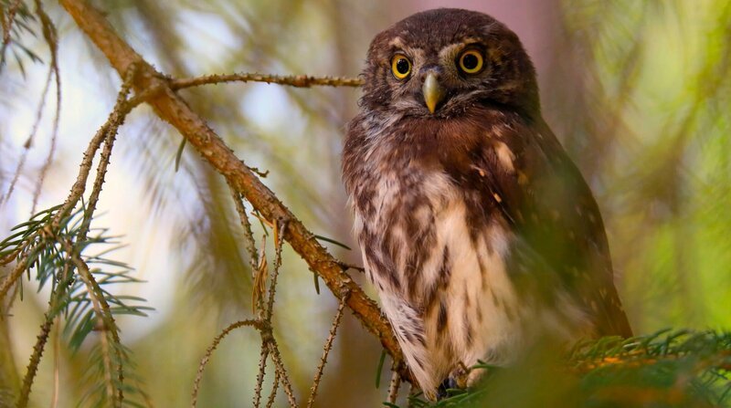 Ein besonderer „Wendlandbewohner“: der Sperlingskauz. – Bild: NDR/​Klaus Weißmann