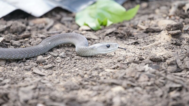 Schwarze Mamba die sich wachsam fortbewegt. Die Verwendung des sendungsbezogenen Materials ist nur mit dem Hinweis und Verlinkung auf RTL+ gestattet. – Bild: RTL /​ Earth Touch /​ Mamba