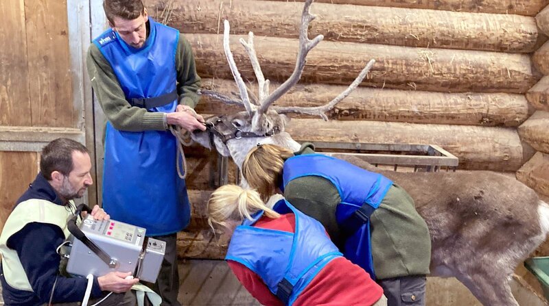 Arztbesuch bei Rentier Ari: Der Senior leidet vermutlich an Arthrose, einem altersbedingten Gelenkverschleiß. Wie beim Menschen helfen hier nur entzündungshemmende und schmerzstillende Medikamente. Doch die müssen die Tierärzte in die kranken Beine des Rentiers spritzen. – Bild: NDR/​Erlebnis-Zoo Hannover