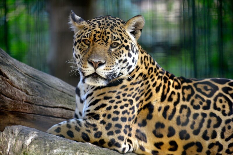 Ein Jaguar-Weibchen im Zoo Berlin. – Bild: rbb/​Thomas Ernst