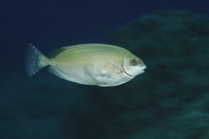 Ein Einwanderer ins Mittelmeer, der Kaninchenfisch. – Bild: BR/​Borut Furlan/​waterframe