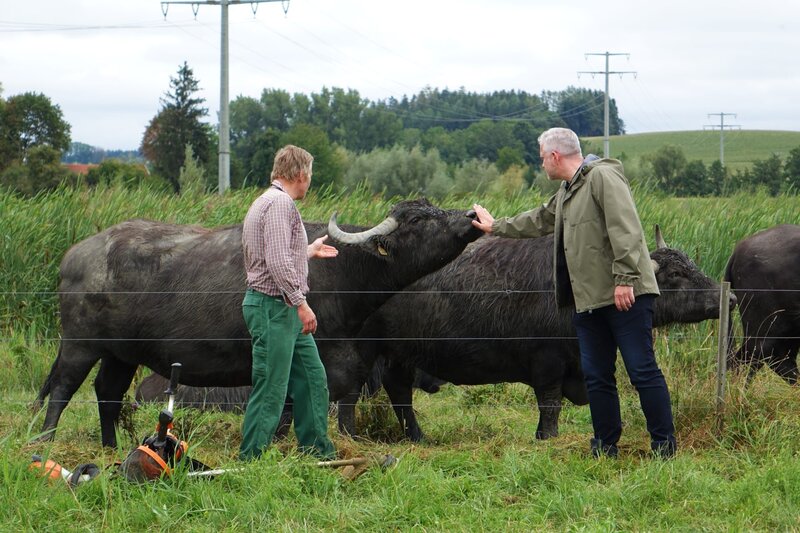 Sternekoch Alexander Herrmann (rechts) sucht, findet und gabelt für seine gleichnamige Sendung „Aufgegabelt“ das Beste vom Besten auf. Mozzarella zum Beispiel. Dieser muss nicht unbedingt aus dem Süden Italiens kommen, denn es gibt auch Büffelkäse im Südosten von Bayern. Die ersten Wasserbüffel sind 2013 auf den Hof gekommen, als Fini und Matthias Reißaus (links) ein Beweidungssprojekt mit dem Bund Naturschutz, Kreisgruppe Mühldorf, in Jettenbach übernahmen. – Bild: BR /​ Jürgen Endriß
