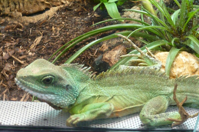 Agamen sind Einzelgänger, deshalb sollte man sie auch alleine halten. – Bild: BR/​Text und Bild Medienproduktion GmbH & Co. KG