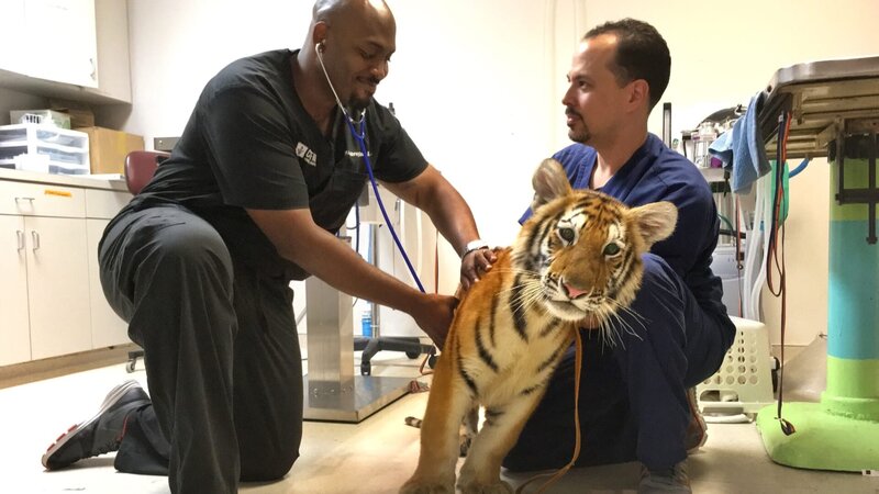 Ross and Lavigne with a tiger in the exam room. – Bild: Discovery Communications