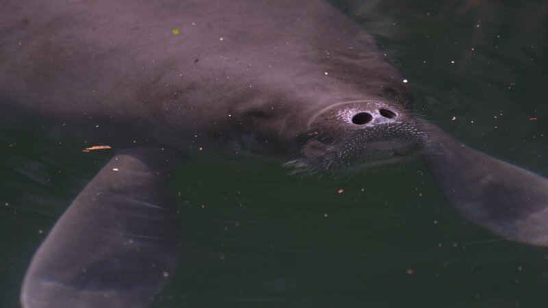Nur im wasserreichsten Strom der Erde, dem Amazonas, leben Seekühe im Süßwasser. – Bild: BR