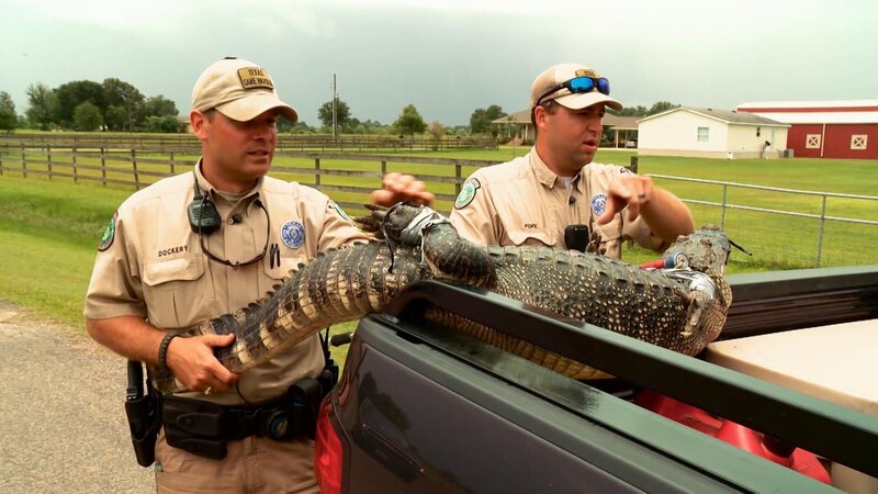 Game Wardens put the crocodile in the trailer. – Bild: Warner Bros. Discovery