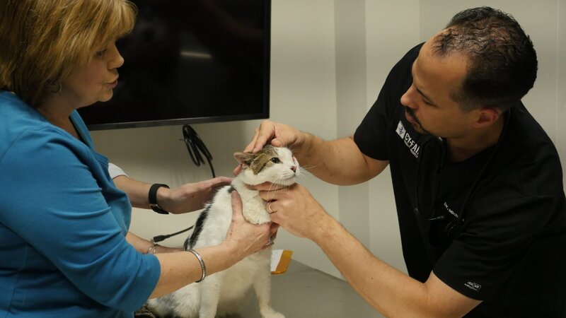 Lavigne examining a cat with it’s owner. – Bild: Discovery Communications