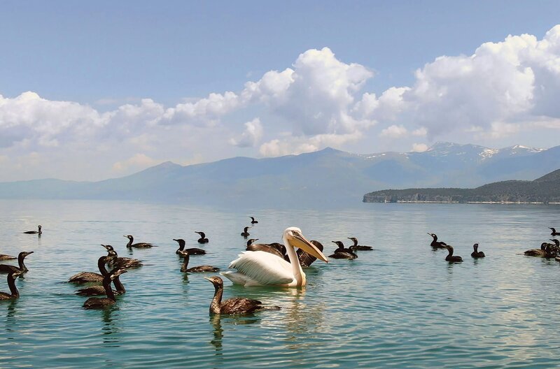 Der Prespa-Nationalpark beheimatet das weltweit größte Brutgebiet von Krauskopfpelikanen. Im Jahr sind rund 70 Prozent der ansässigen Pelikanpopulation durch die Vogelgrippe gestorben. – Bild: Torben Müller/​Vincent Productions