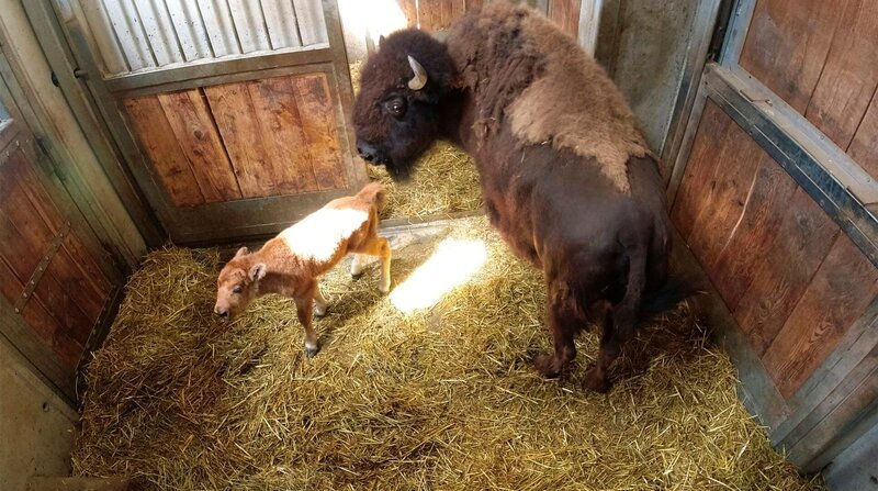 Zweiter Nachwuchs bei den Bisons: Mutterkuh Yuka hat endlich ihr Kälbchen zur Welt gebracht. Zwei Tage nach der Geburt flitzt das kleine Kerlchen schon munter durch die Box. Tierärztin Katja von Dörnberg muss die Erstuntersuchung machen. Stefan Germann und Benedikt Knüppe haben Mühe, die 500 Kilo schwere Bisonkuh vom Kalb zu separieren. Am Ende kann sogar festgestellt werden, ob der Nachwuchs ein Junge oder ein Mädchen ist … – Bild: NDR/​Doclights/​Jeannine Apsel