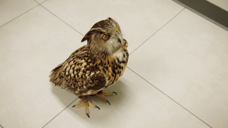 Owl – Bild: Warner Bros. Discovery