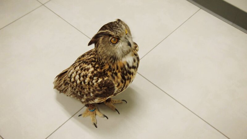 Owl – Bild: Warner Bros. Discovery