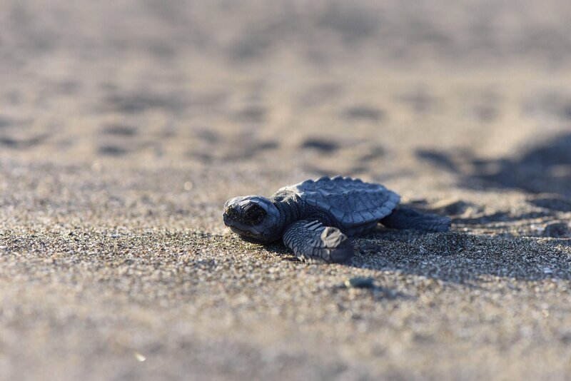 Nancite, Costa Rica – Auf dem flachen Sand macht sich diese winzige Schildkröte auf den Weg ins Meer, aber in der freien Natur ist sie Raubtieren ausgesetzt. – Bild: NGC Network US, LLC.