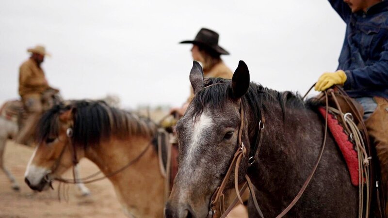 Fremder Stern Texas – Mehr als Cowboys, Öl und Wilder Westen Cowboys und Delfine In Texas treffen Moderne und Traditionen unmittelbar aufeinander. – Bild: SRF/​Eikon Nord