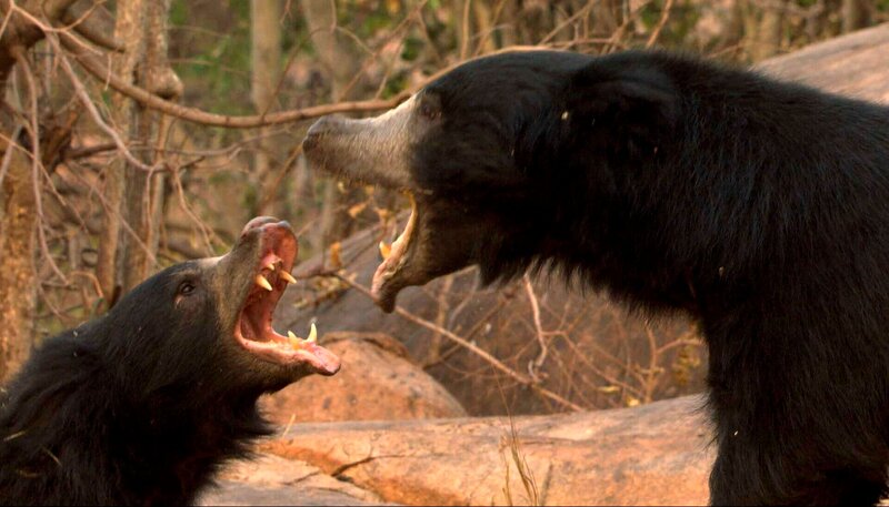 ARD/​NDR ERLEBNIS ERDE: HELD AUS DEM DSCHUNGELBUCH, „Der Lippenbär“, am Montag um 20:15 Uhr im ERSTEN. Bärenmännchen kämpfen oft nur zum Spaß. Dabei fordern meist die älteren Lippenbären die jüngeren heraus. – Bild: NDR/​GULO/​NDR Naturfilm