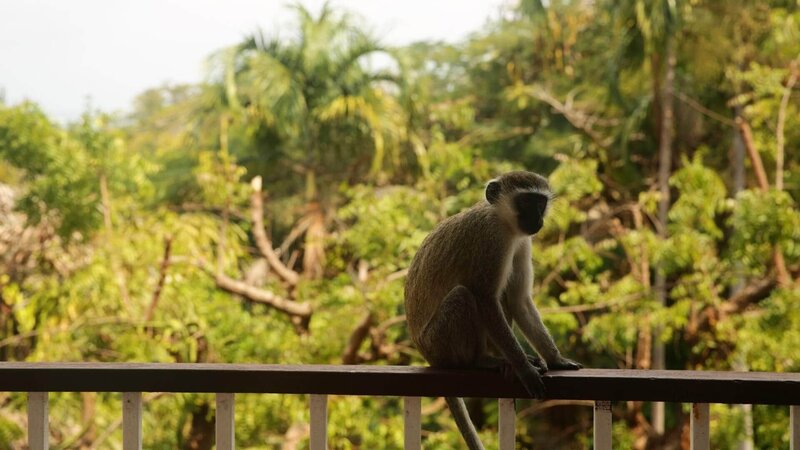 Eine große, verlassene Stadt im Dschungel. Die Verwendung des sendungsbezogenen Materials ist nur mit dem Hinweis und Verlinkung auf RTL+ gestattet. – Bild: RTL /​ Wag TV