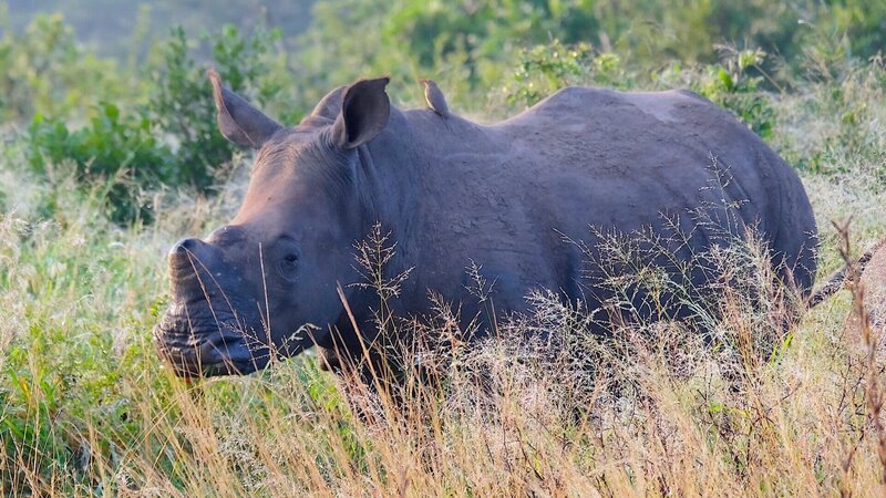Enthorntes Breitmaulnashorn, – Bild: 3sat