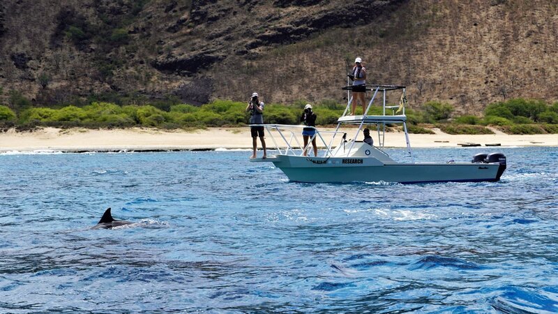Beobachten vom Boot aus einen Delfin. – Bild: SRF/​ZDF/​Anja Kindler