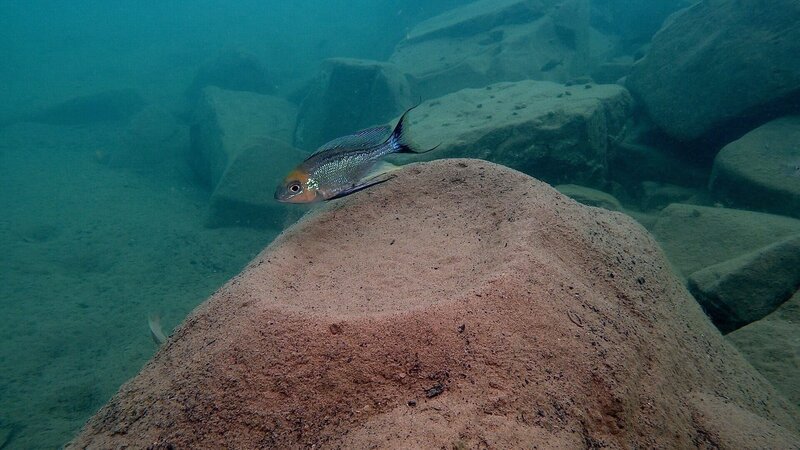 Buntbarsch, Tanganjikasee. – Bild: ORF/​Cosmos Factory/​Heinz Büscher