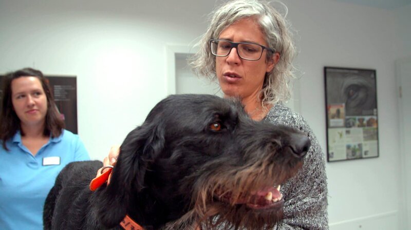 Der Deutsch Drahthaar Quintus leidet seit einer Woche unter Husten. Eine Endoskopie steht ihm bevor. Tanja May tröstet ihren zweijährigen Jagdhund. – Bild: NDR/​Doclights GmbH 2020