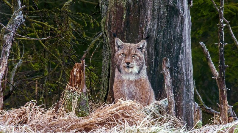 Etwa 90 Luchse leben zur Zeit im Harz: 55 ausgewachsene Tiere und 35 Jungluchse. – Bild: MDR/​Doclights/​Uwe Anders